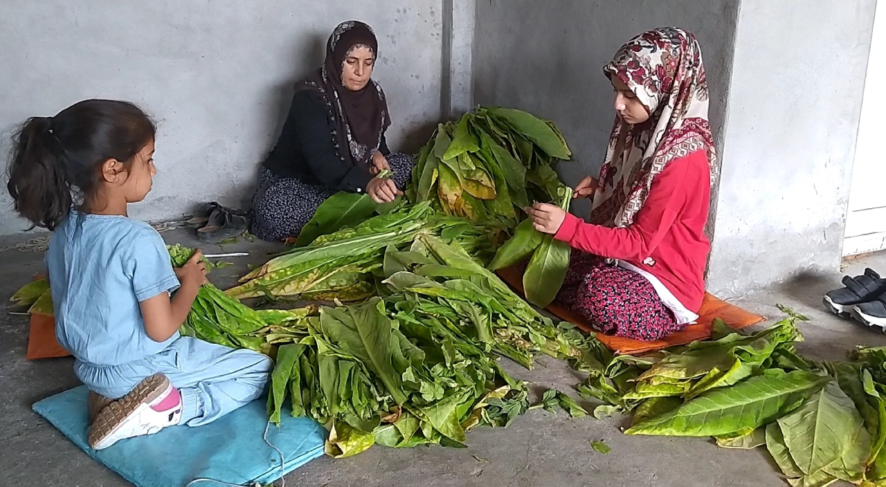 Tütün tarlasından tıp fakültesine uzanan başarı öyküsü